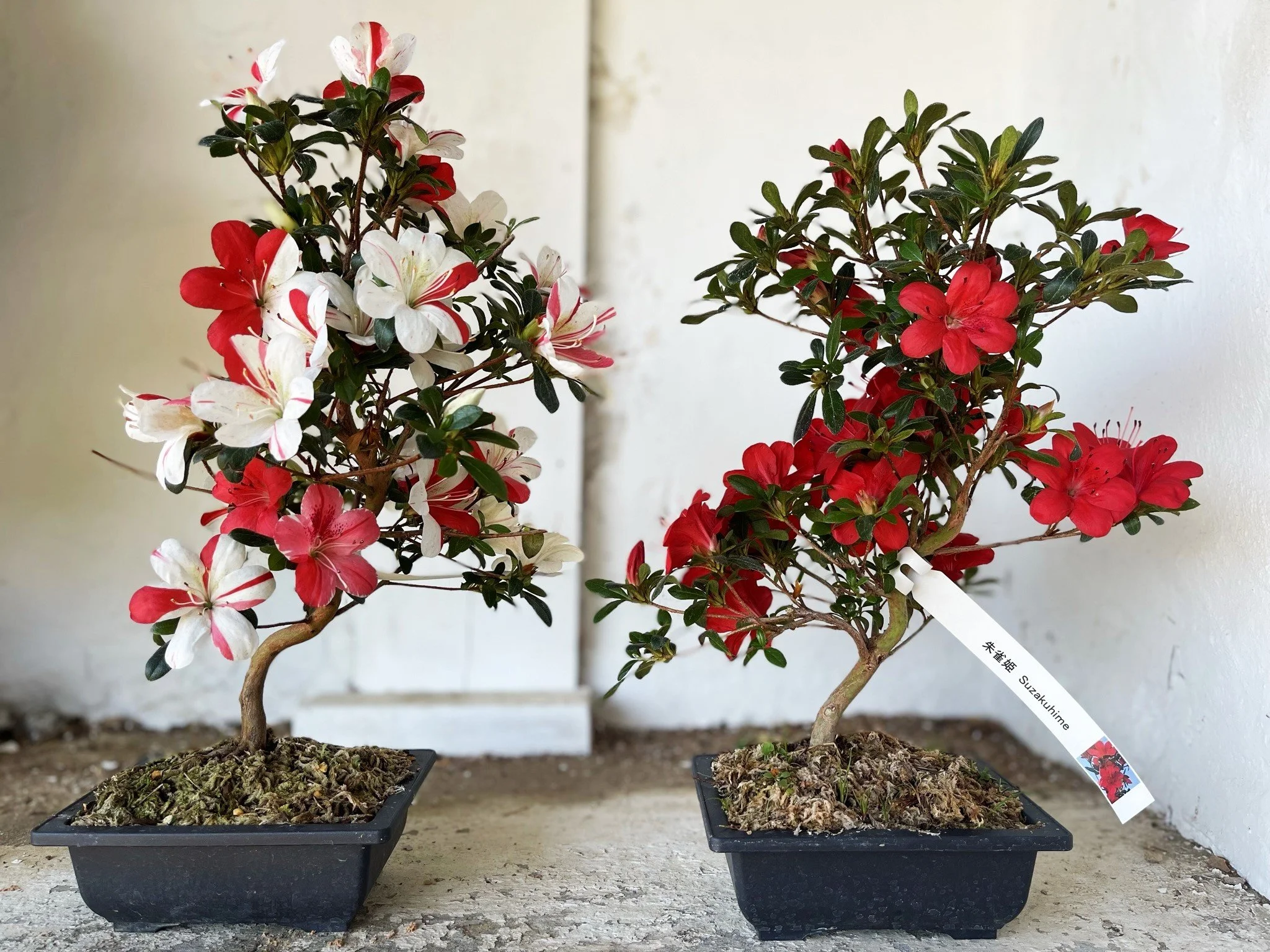 DESIGN YOUR OWN SATSUKI AZALEA 9/23/2023 10AM-2PM — Kifu Bonsai
